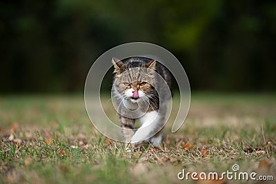 Tabby white cat walking on lawn in sunny garden Stock Photo