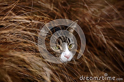 Tabby and White Cat Hiding in Long Grass Stock Photo