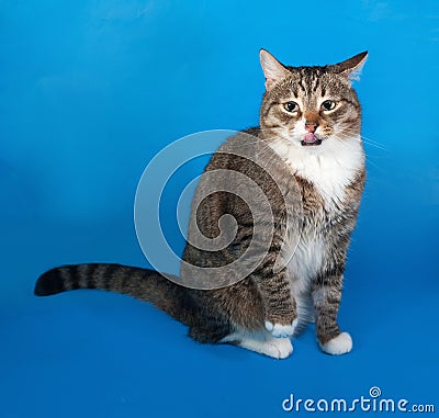 Tabby and white cat with sick eyes sitting and licked on blue Stock Photo