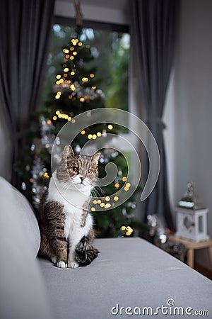 Tabby white cat sitting in front of christmas tree Stock Photo