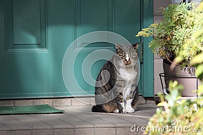 Cat by the door Stock Photo