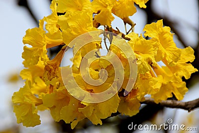 Tabebuia aurea, Caribbean trumpet tree, Tree of Gold Stock Photo