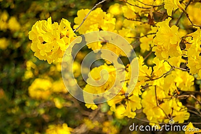 Tabebuia aurea Stock Photo