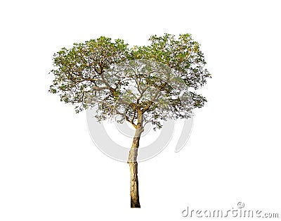 Tabebuia aurea,tropical tree in heart shape,look beautiful and sweet.Single trees isolated on white with clipping path Stock Photo