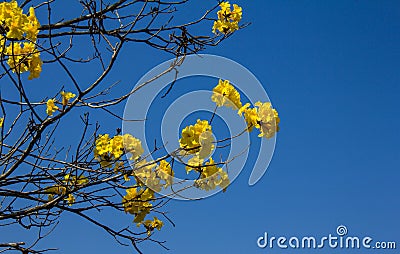 Tabebuia chrysotricha Stock Photo