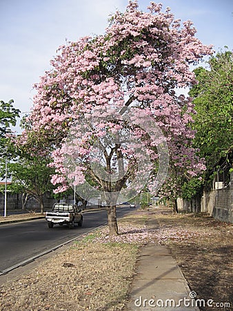Tabebuia rosea on street view in Guayana city, Venezuela Stock Photo