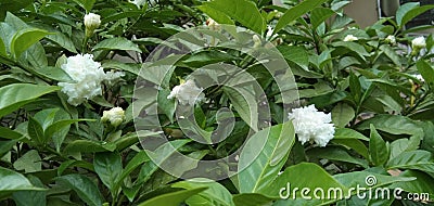 Tabernaemontana divaricata white flower garde and leafn plant Stock Photo