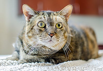 Tabico Cat on Counter Stock Photo