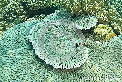 Table coral Tabular Acropora Stock Photo