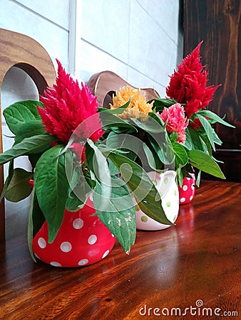 Table flower pots Stock Photo