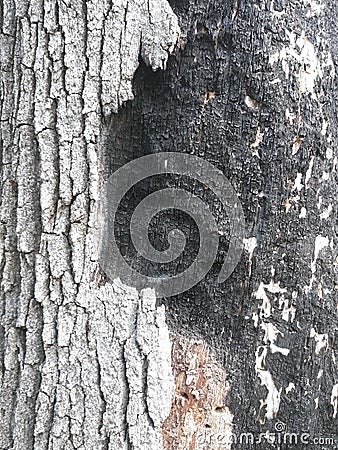 Table mountain tree bark lichen fire scar texture Stock Photo