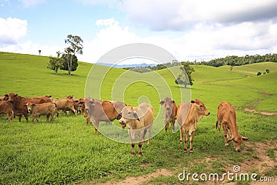 Tableland cattle Stock Photo