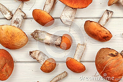 Tabletop photo - fresh forest mushrooms, Red-capped scaber stalk Leccinum aurantiacum / albostipitatum, on white wooden boards Stock Photo