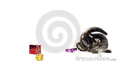 Taburete con manteca marrón, gato doméstico, gatito ofrecido como regalo , con fondo blanco, normando en Francia, almacen de metraje de vídeo Taburete con manteca marrón, gato doméstico, gatito ofrecido como regalo , con fondo blanco, normando en Francia, almacen de metraje de vídeo