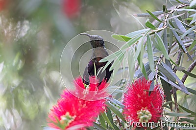 Tacazze sunbird Nectarinia tacazze on a Callistemon flower Stock Photo