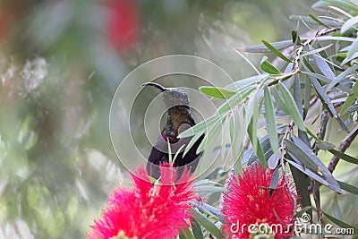 Tacazze sunbird Nectarinia tacazze on a Callistemon flower Stock Photo