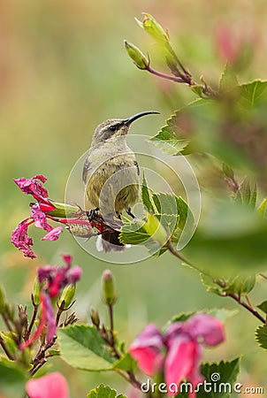 Tacazze Sunbird - Nectarinia tacazze Stock Photo