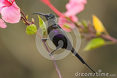 Tacazze Sunbird - Nectarinia tacazze Stock Photo