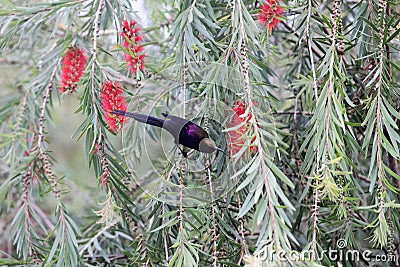 Tacazze sunbird Nectarinia tacazze Stock Photo