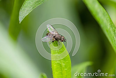 Tachina fly sitting on leaf Stock Photo