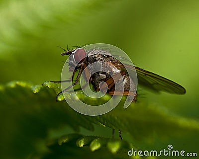 Tachinid Fly, Siphona geniculata Stock Photo