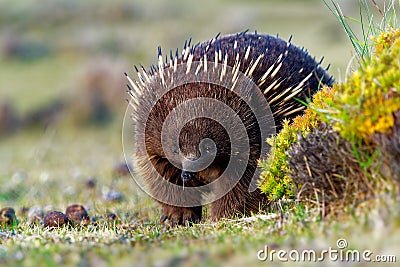 Tachyglossus aculeatus - Short-beaked Echidna in the Australia Stock Photo