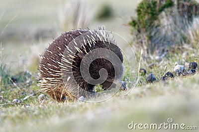 Tachyglossus aculeatus - Short-beaked Echidna in the Australian bush Stock Photo