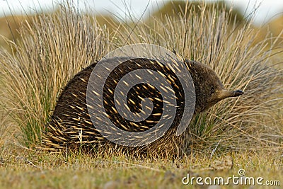 Tachyglossus aculeatus - Short-beaked Echidna in the Australian bush Stock Photo