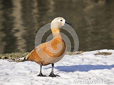 Tadorna ferruginea Stock Photo