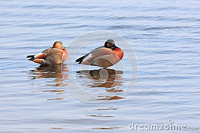 Tadorna ferruginea, Ruddy Shelduck. Stock Photo