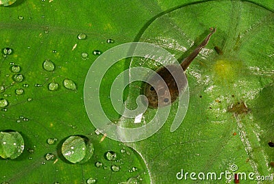 Tadpole on Leaf Stock Photo