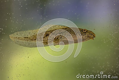 Tadpole of Phelophylax frog with colorful background Stock Photo