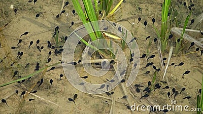 tadpoles stock videobeelden tadpoles stock videobeelden