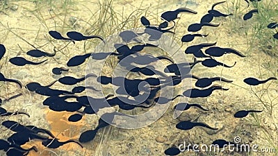 tadpoles stock video tadpoles stock video