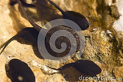 Tadpoles Stock Photo