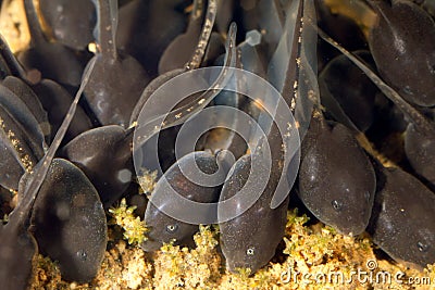 Tadpoles Stock Photo