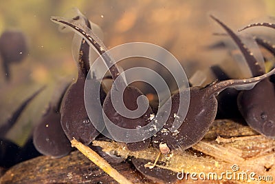 Tadpoles in water Stock Photo