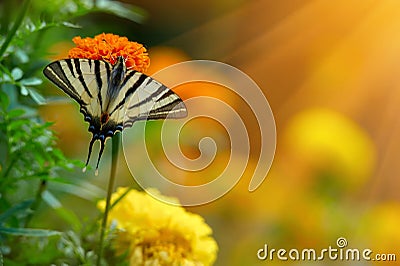 Tagetes erecta flower field and butterfly Stock Photo