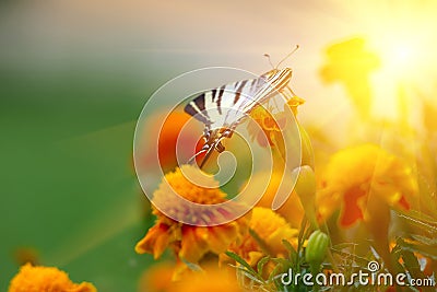 Tagetes erecta flower field and butterfly Stock Photo