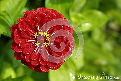 Tagetes flower Stock Photo