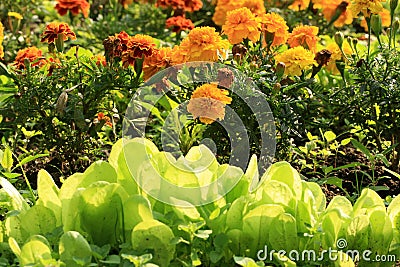 Tagetes flower with lettuce protects vegetable against parasites and diseases. Stock Photo