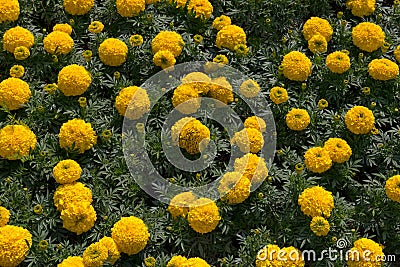 Tagetes is a genus Stock Photo