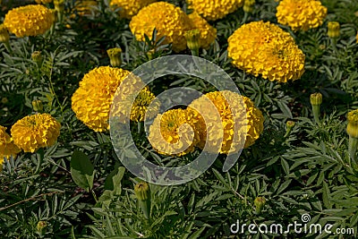 Tagetes is a genus Stock Photo