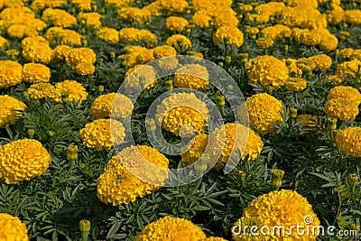 Tagetes is a genus Stock Photo