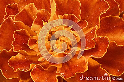 Tagetes patula. Orange Marigold flower, French marigold Stock Photo