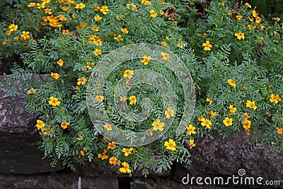 Tagetes tenuifolia 'Gnom' blooms with yellow-orange flowers in July. Berlin, Germany Stock Photo