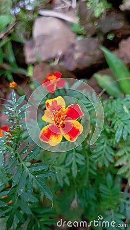 Tagetes tenuifolia or signet marigold or golden marigold red flowers Stock Photo