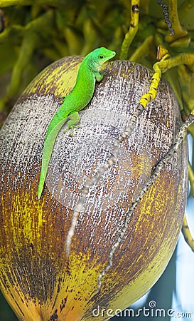 Taggecko, Seychelles giant day gecko Phelsuma sundbergi on a Coconut, Praslin, Seychelles Islands, Indian Ocean, Africa Stock Photo