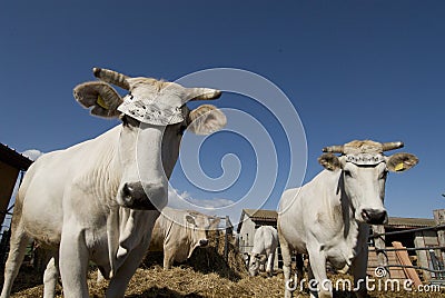 Tagged cows Stock Photo