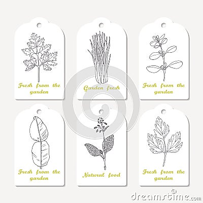 Tags collection with hand drawn spicy herbs. Sketched chervil, lovage, lemongrass, marjoram, kaffir lime, borage Vector Illustration